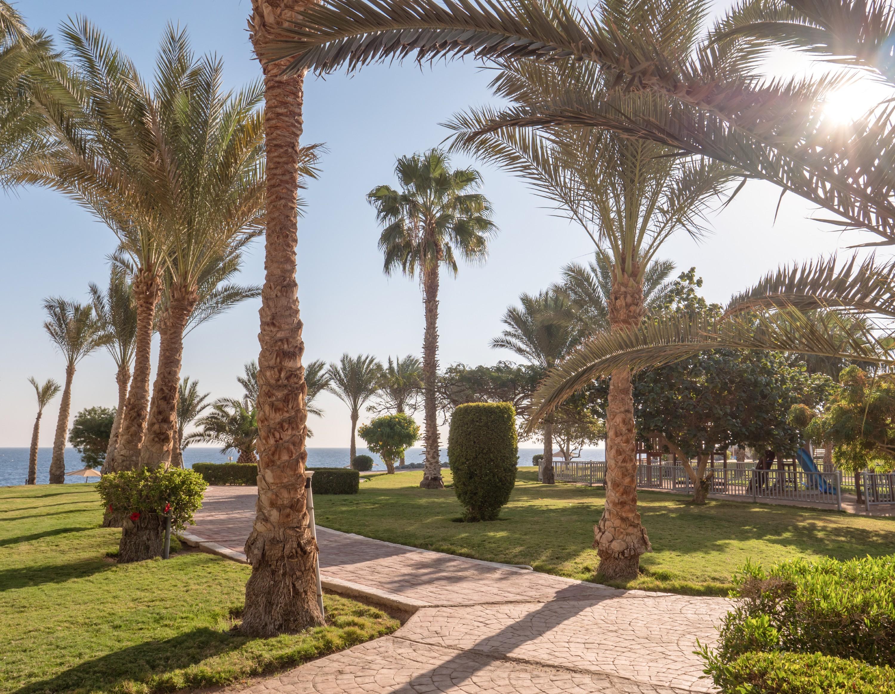 Serenity Makadi Beach Bagian luar foto Palm trees in the park